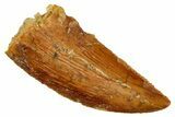 Serrated, Raptor Tooth - Real Dinosaur Tooth #243710-1